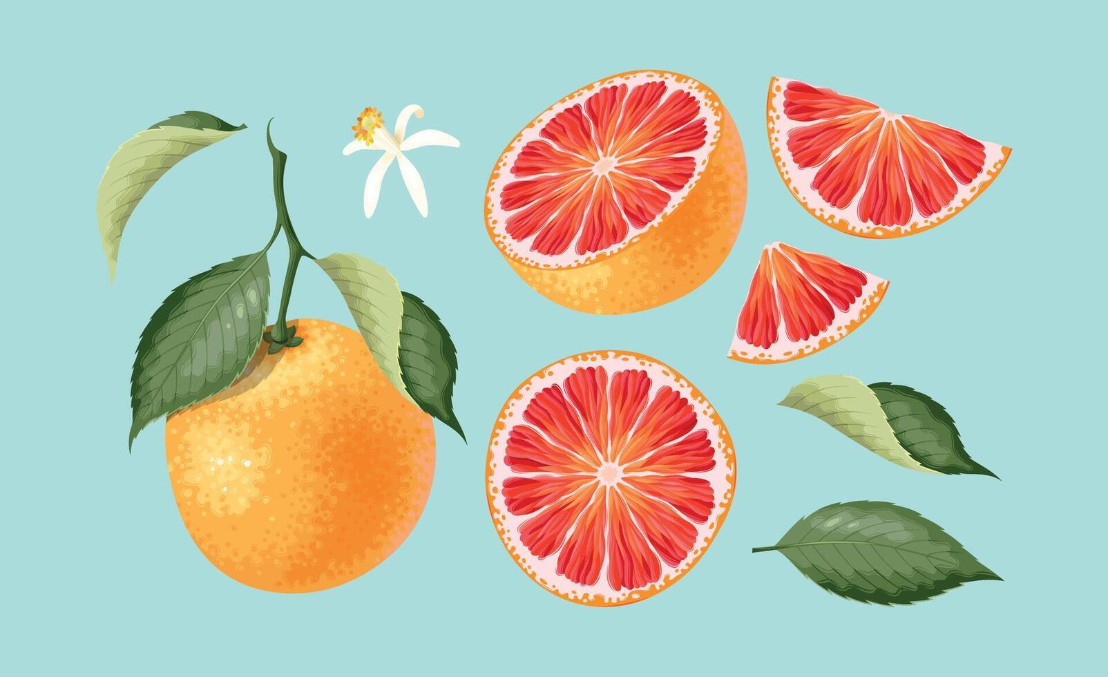 conjunto de pomelo, el todo fruta, rebanadas, hojas y flor en realista estilo vector