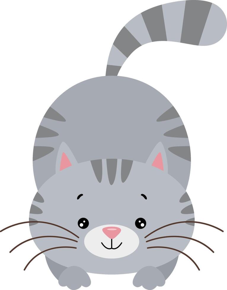 linda y adorable gris gato aislado vector