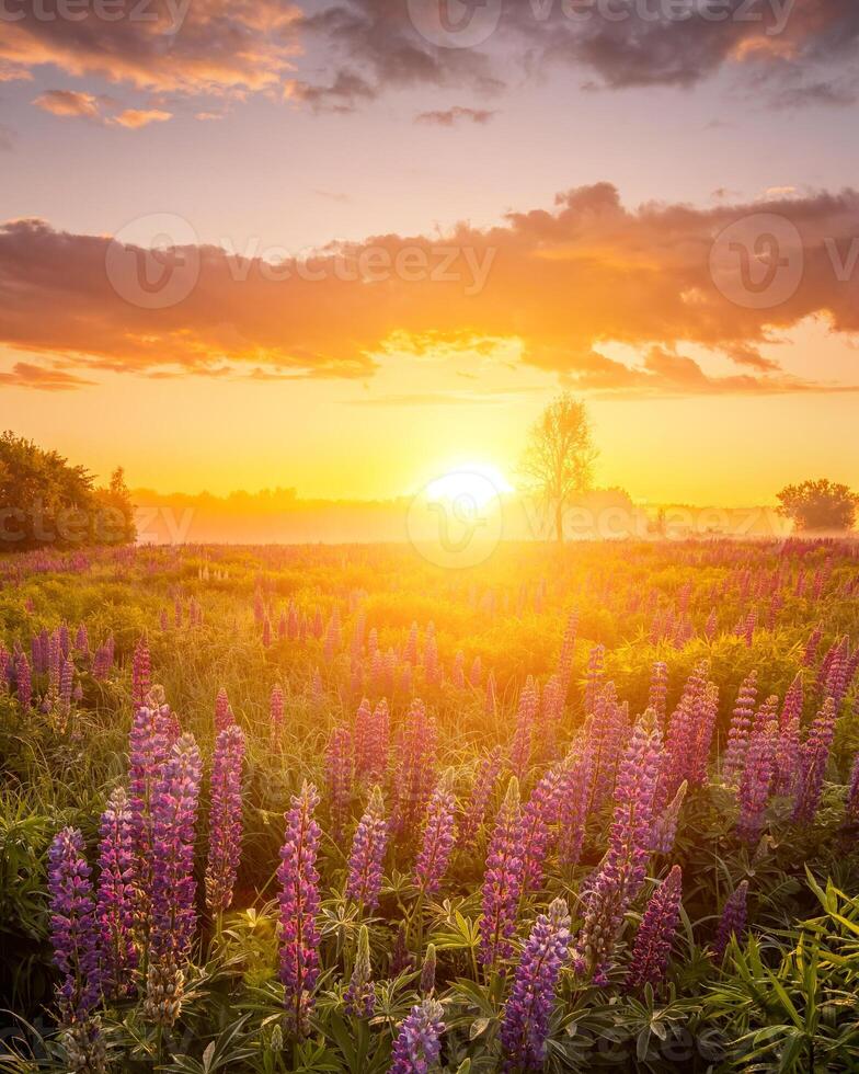 Sunrise on a field covered with flowering lupines in spring or early summer season with fog, cloudy sky and trees. photo