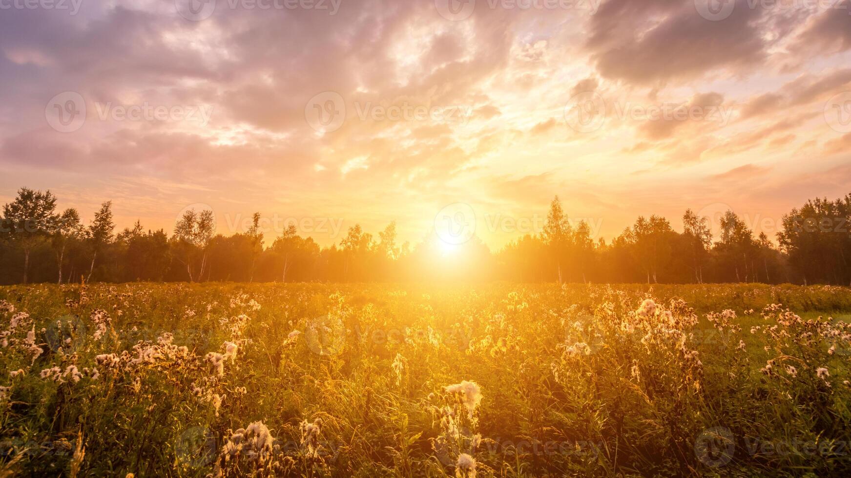 Sunrise on a field covered with wild flowers in summer season with fog and trees with a cloudy sky. photo