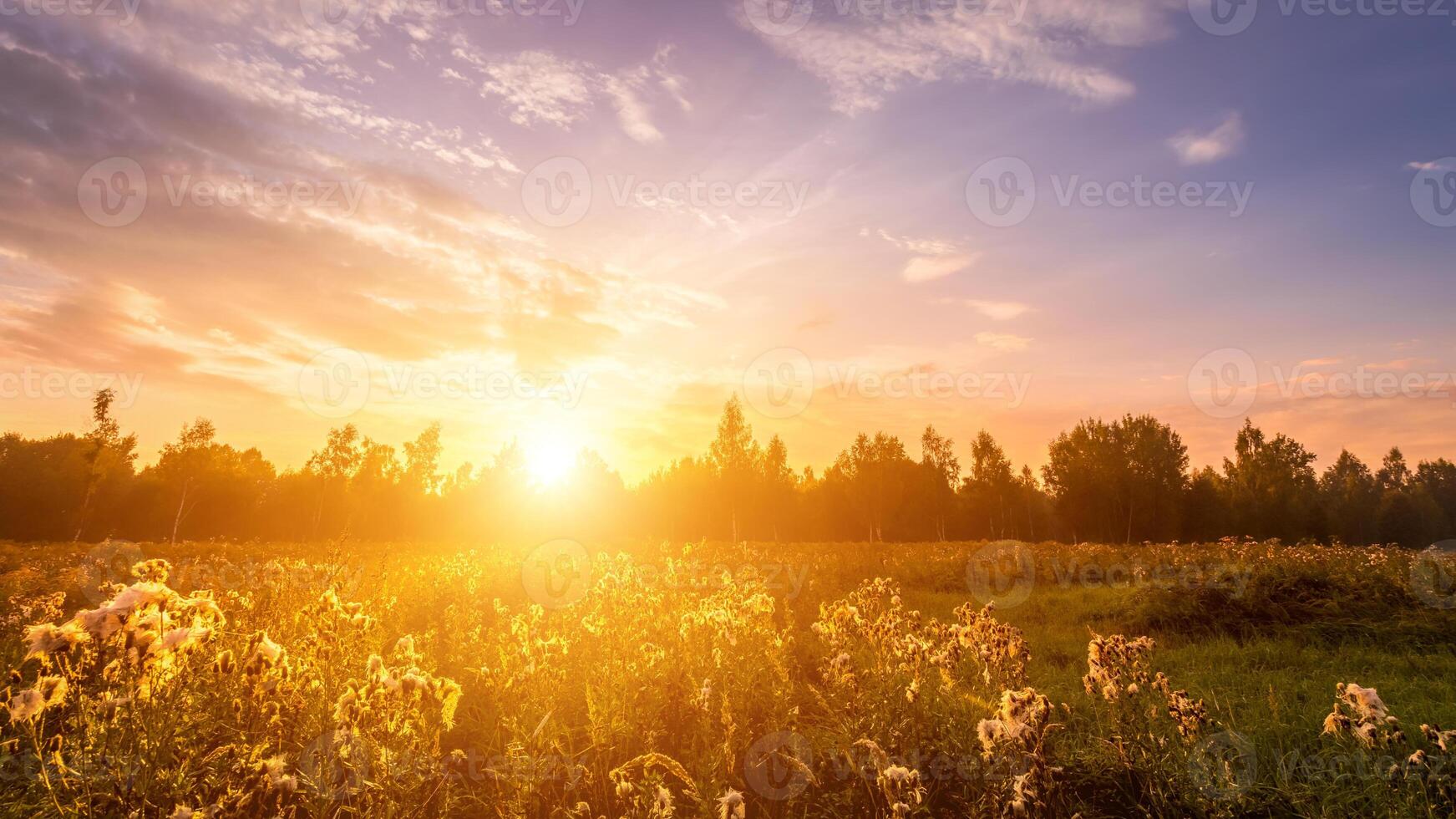 Sunrise on a field covered with wild flowers in summer season with fog and trees with a cloudy sky. photo