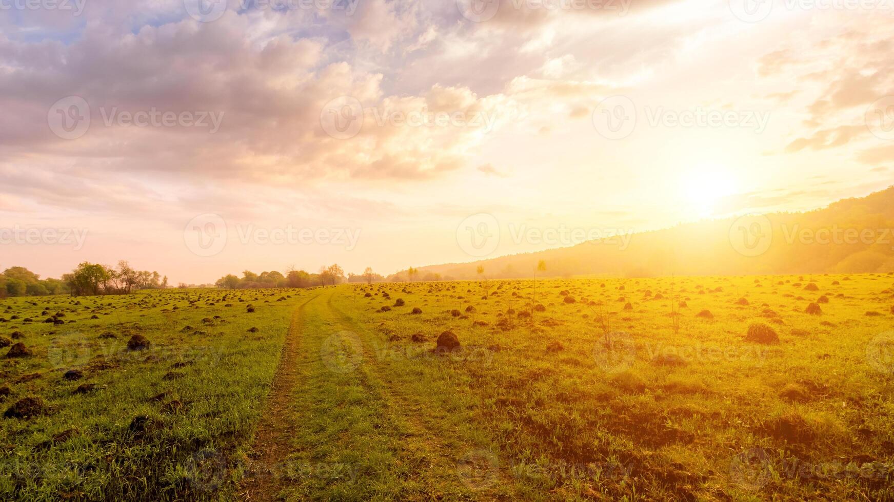 Sunset or dawn in a field with green grass and willows in the background. Early summer or spring. photo