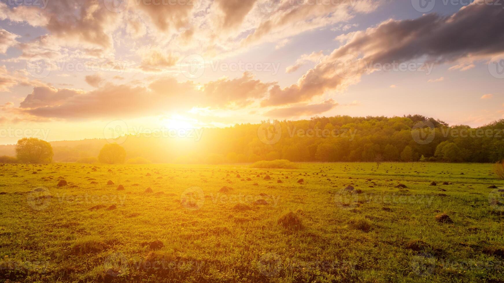 Sunset or dawn in a field with green grass and willows in the background. Early summer or spring. photo