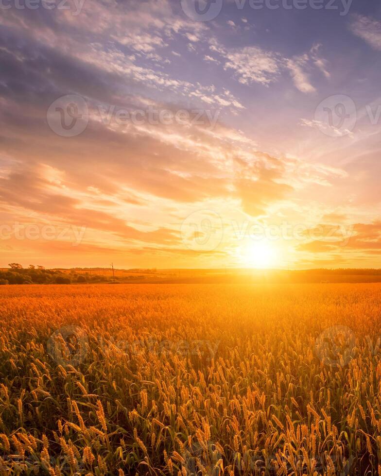 Scene of sunset on the field with young rye or wheat in the summer with a cloudy sky background. photo