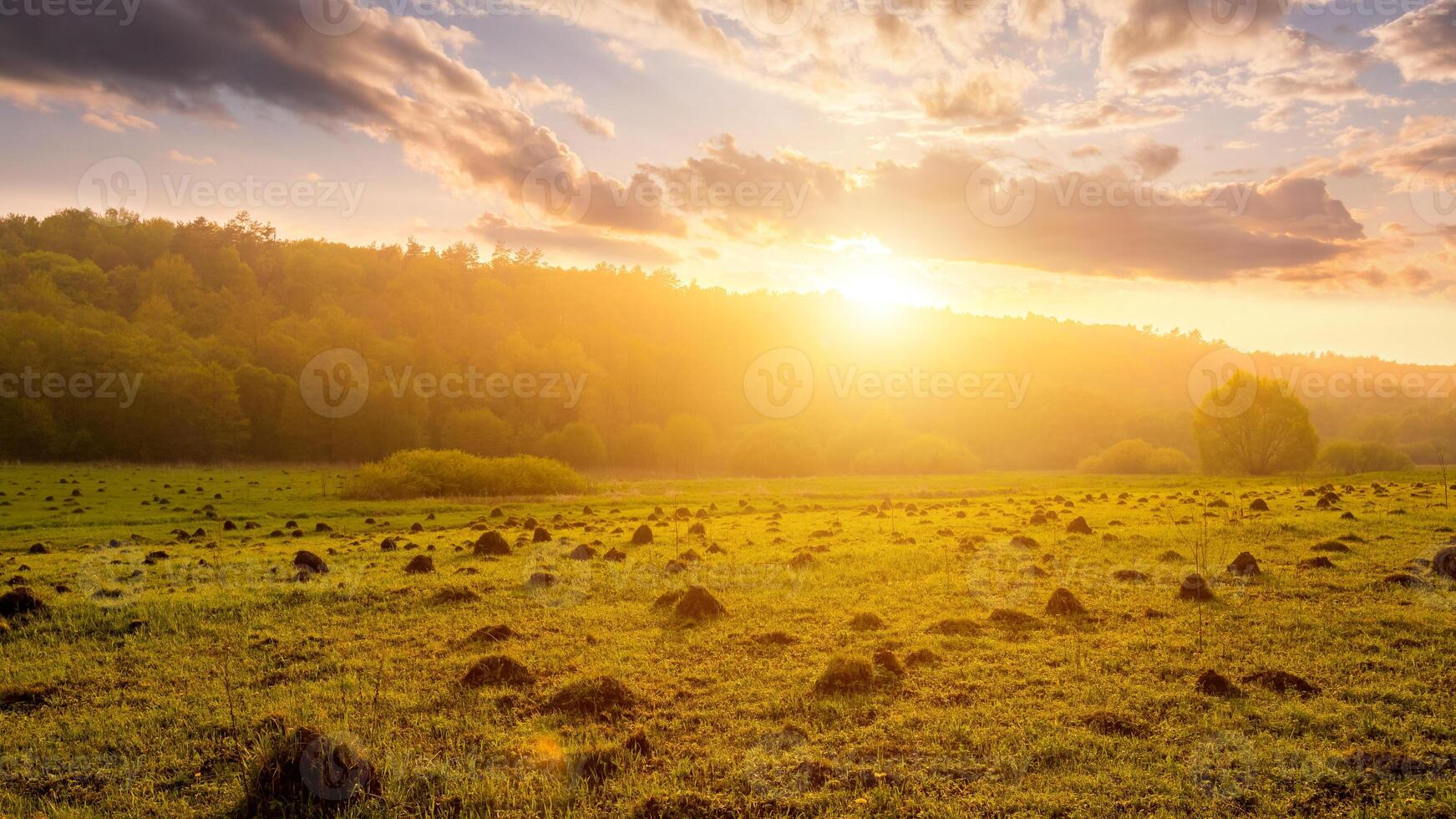 Sunset or dawn in a field with green grass and willows in the background. Early summer or spring. photo