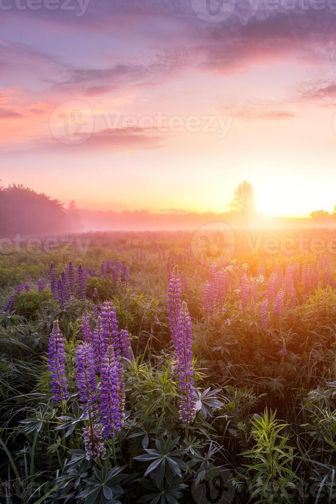 Twilight on a field covered with flowering lupines in spring or early summer season with fog. photo