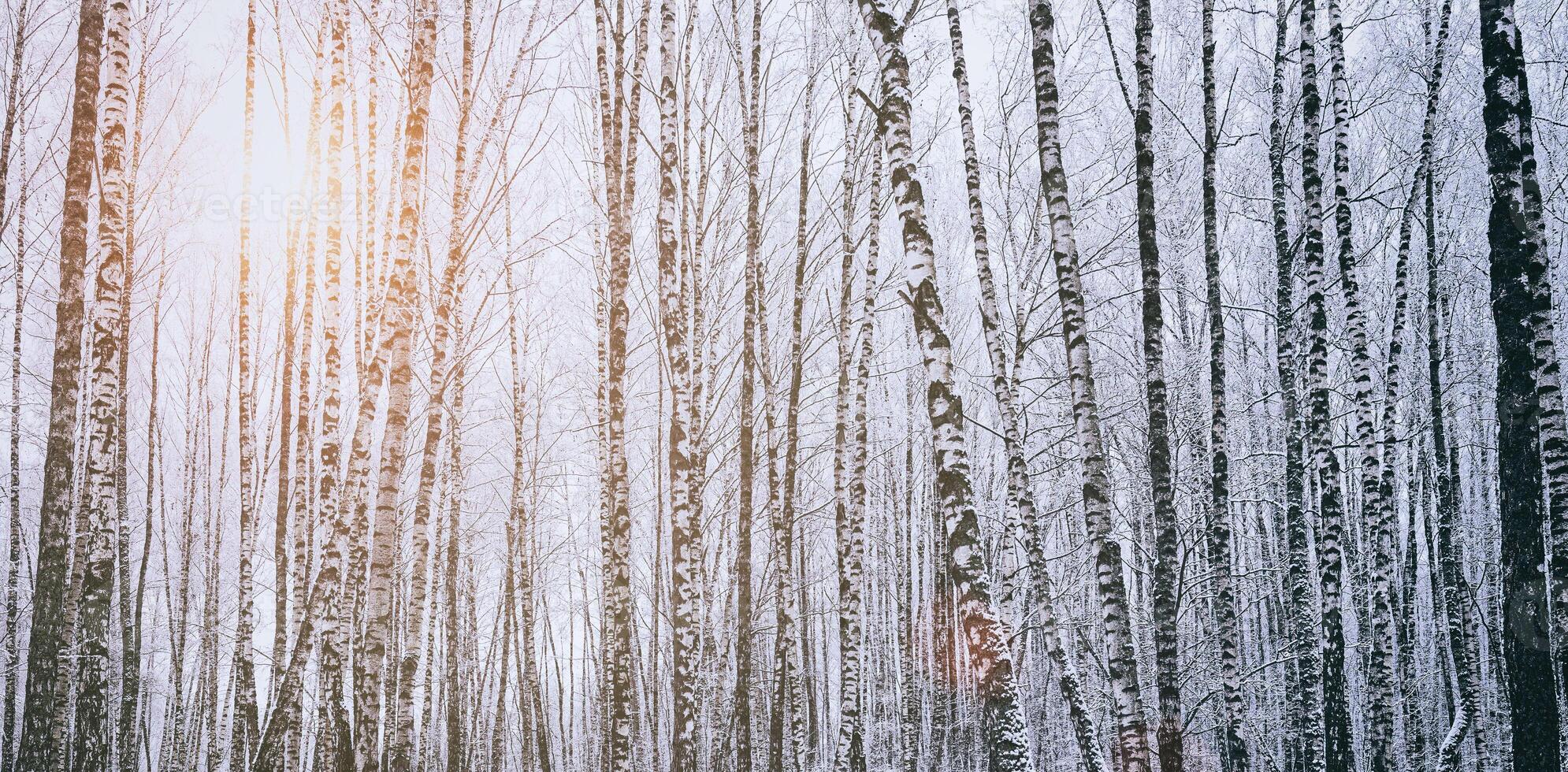 Sunbeams shining through snow-covered birch branches in a birch grove after a snowfall on a winter. Vintage film aesthetic. photo