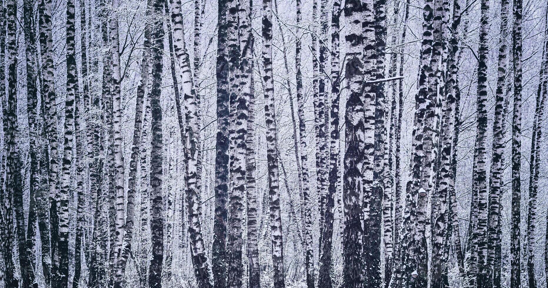 Birch grove after a snowfall on a winter day. Birch branches covered with snow. Vintage film aesthetic. photo