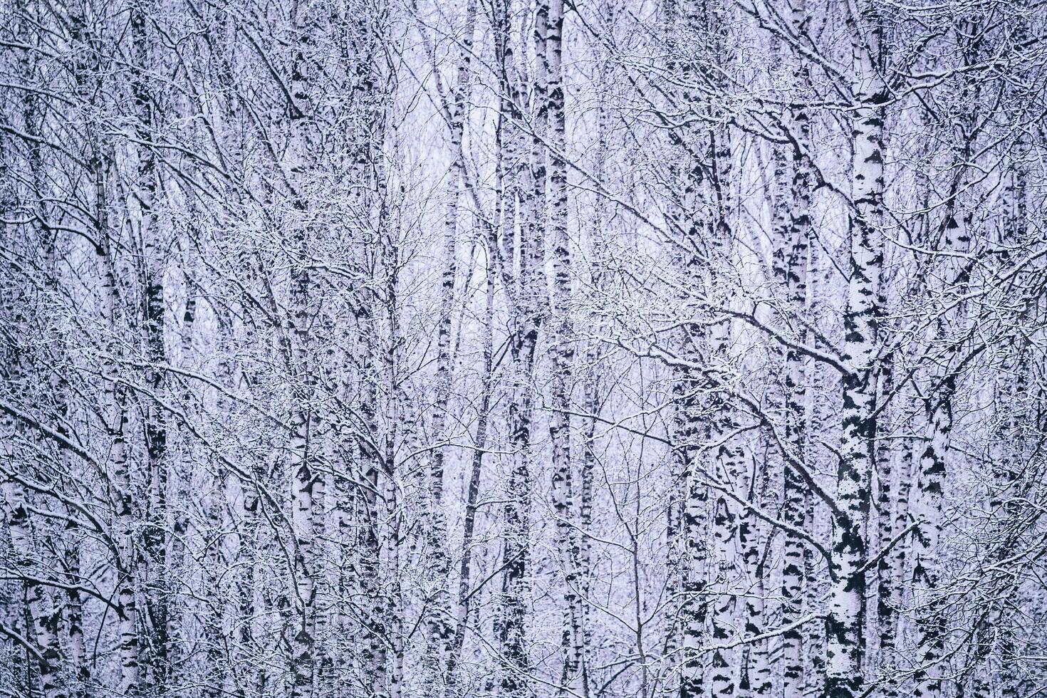 Birch grove after a snowfall on a winter day. Birch branches covered with snow. Vintage film aesthetic. photo