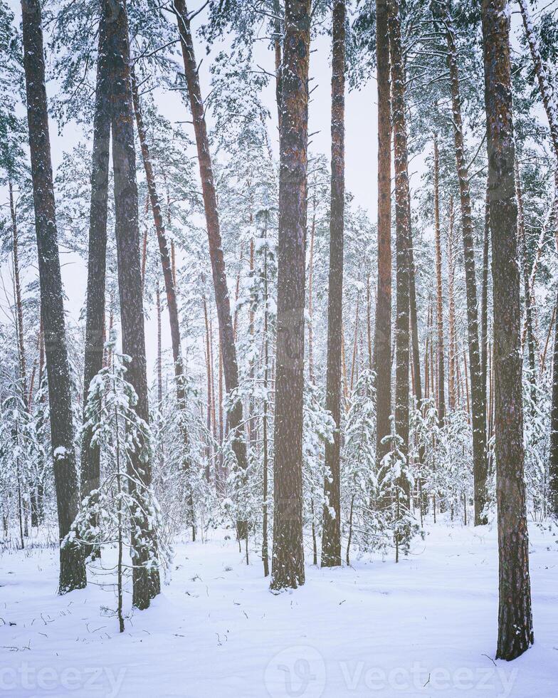 Snowfall in a pine forest on a winter cloudy day. Pine trunks covered with snow. Vintage film aesthetic. photo