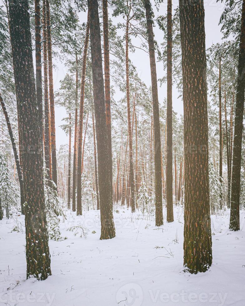Snowfall in a pine forest on a winter cloudy day. Pine trunks covered with snow. Vintage film aesthetic. photo