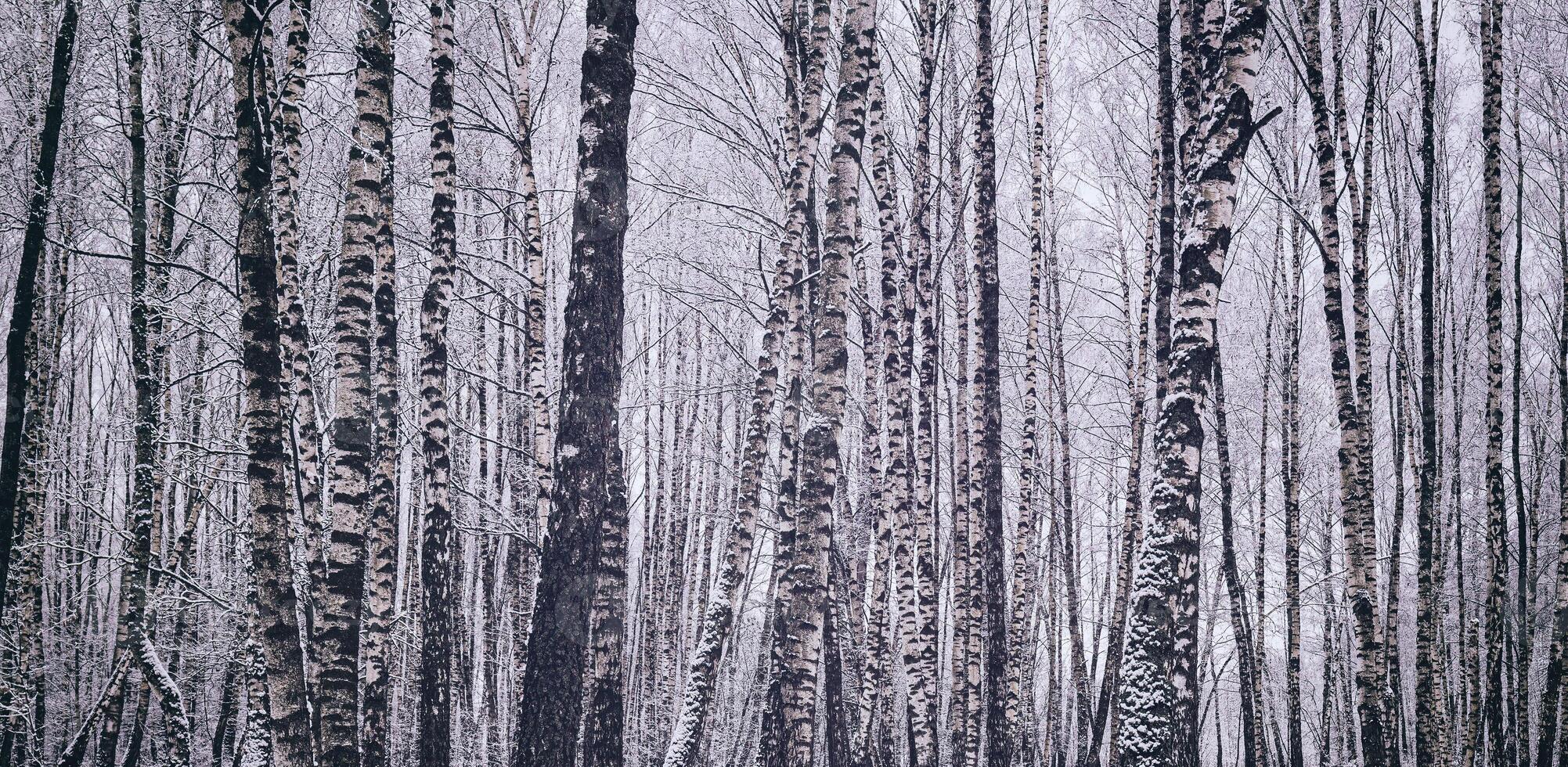 Birch grove after a snowfall on a winter day. Birch branches covered with snow. Vintage film aesthetic. photo