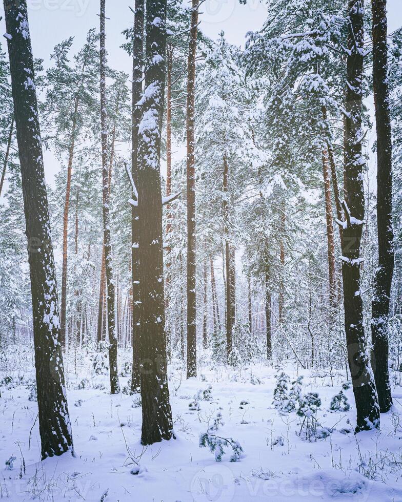 nevada en un pino bosque en un invierno nublado día. pino bañador cubierto con nieve. Clásico película estético. foto