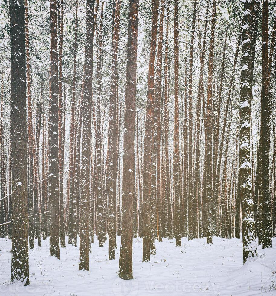 Snowfall in a pine forest on a winter cloudy day. Pine trunks covered with snow. Vintage film aesthetic. photo