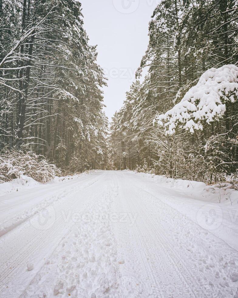 automóvil la carretera mediante un pino invierno bosque cubierto con nieve en un nublado día. Clásico película estético. foto