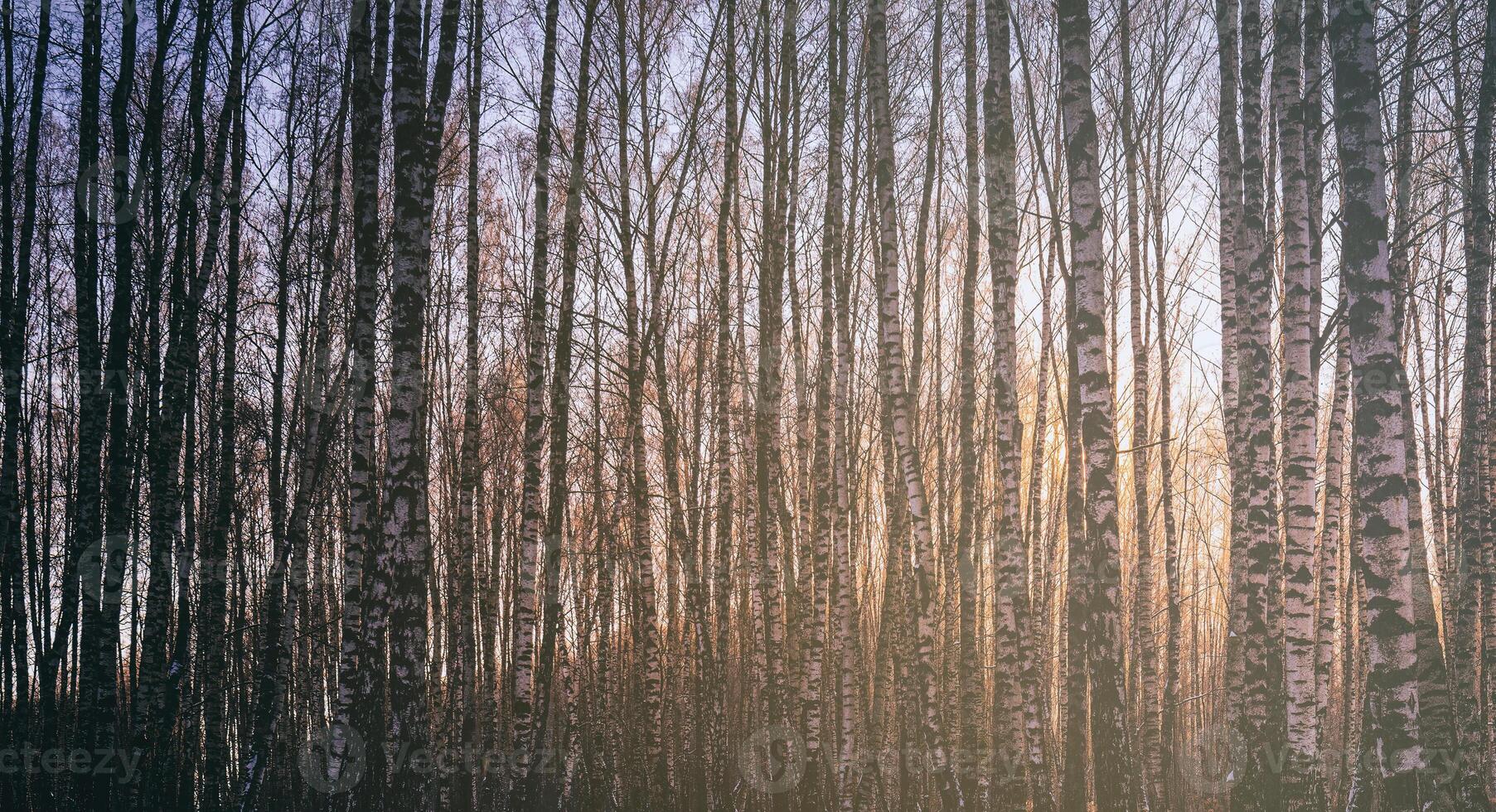 Sunset or sunrise in a birch grove with winter snow. Rows of birch trunks with the sun's rays. Vintage film aesthetic. photo