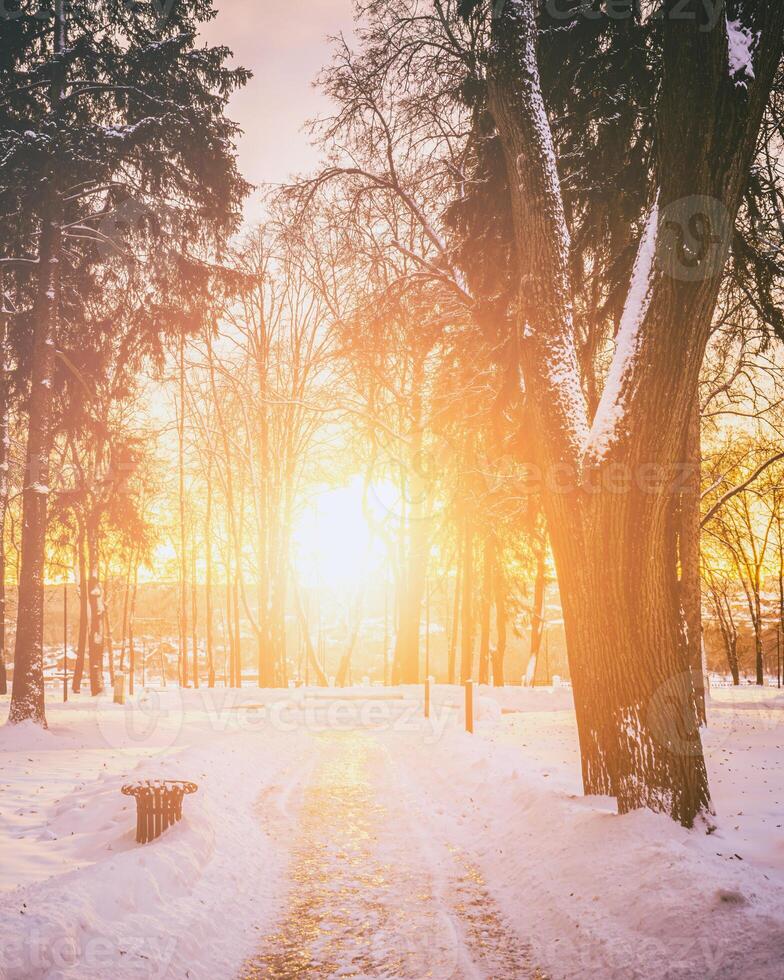 Sunset or dawn in a winter city park with trees, benches and sidewalks covered with snow and ice. Vintage film aesthetic. photo