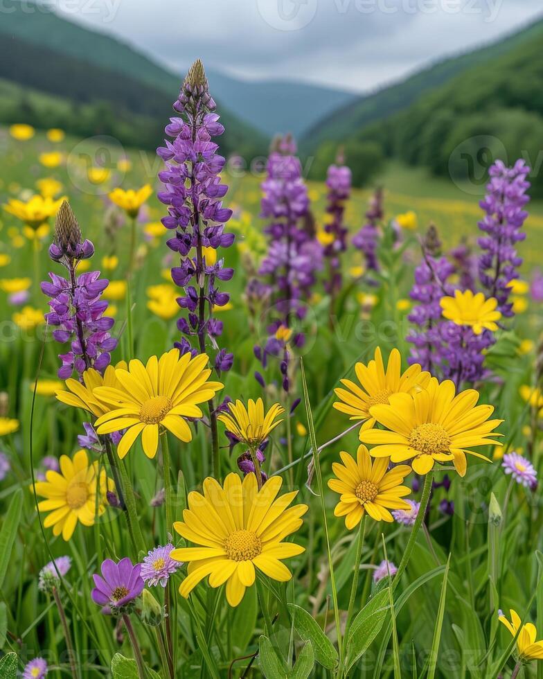 Field covered in purple and yellow flowers photo