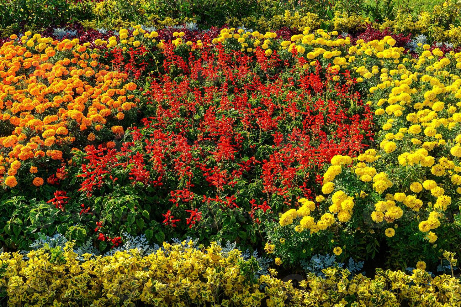 Colorful flower bed with blooming decorative flowers. photo