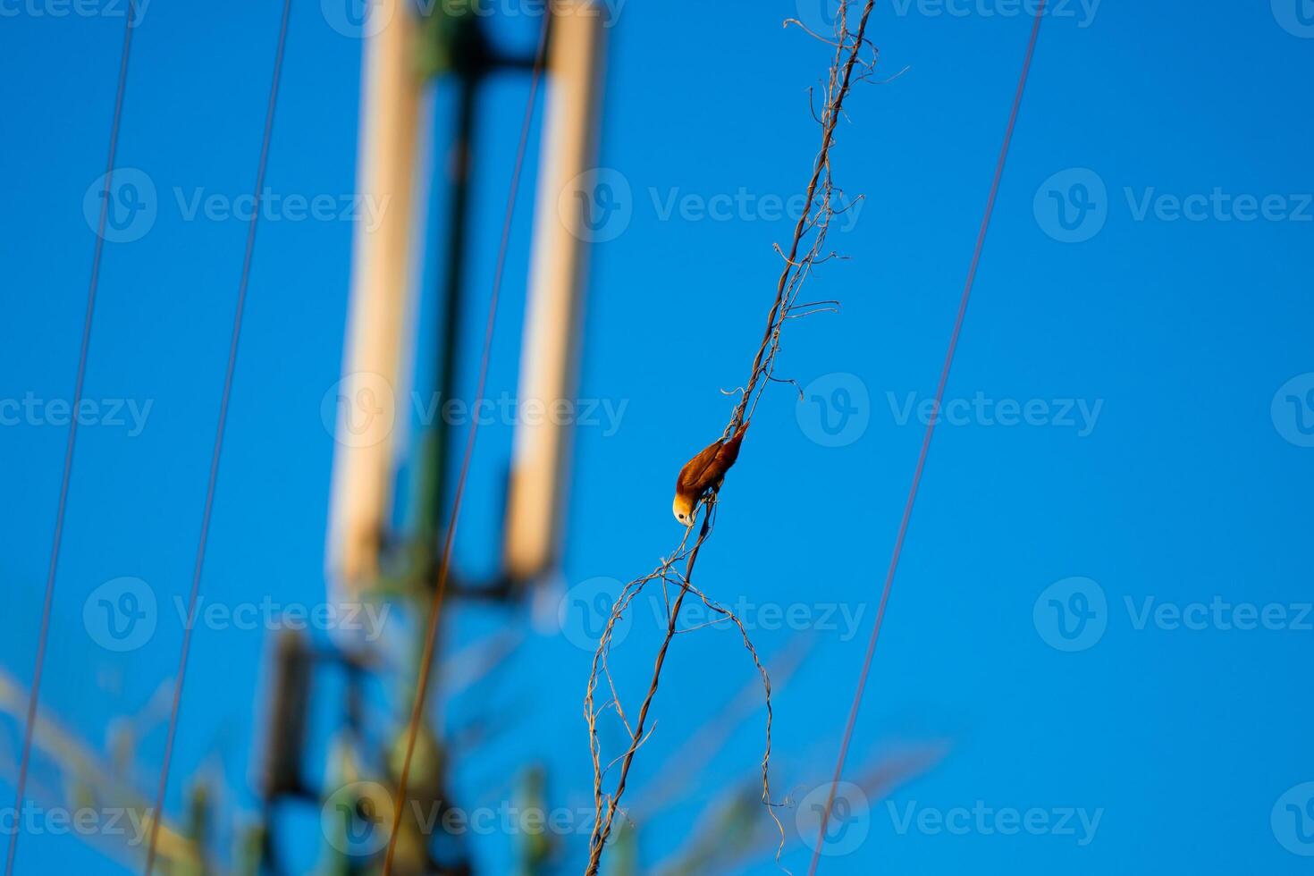 Something for the Nest photo