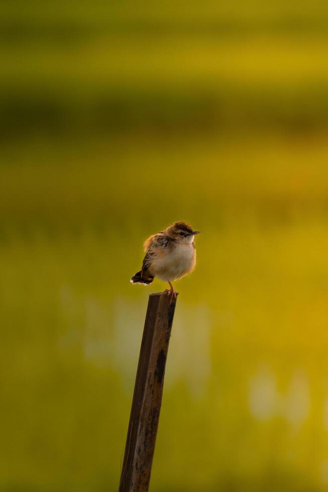 Yellow Morning Light photo