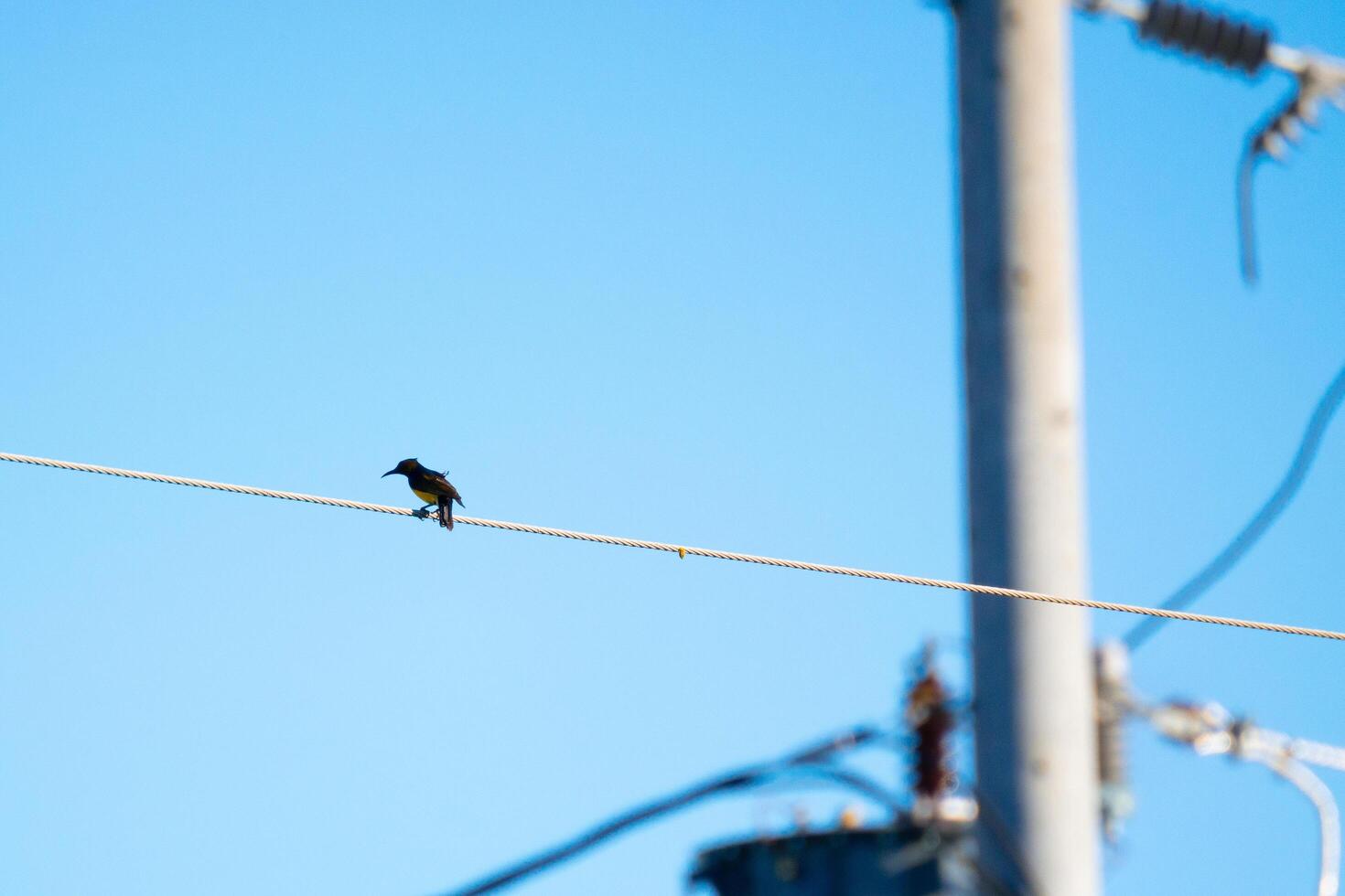 Alone perched on an electric cable photo