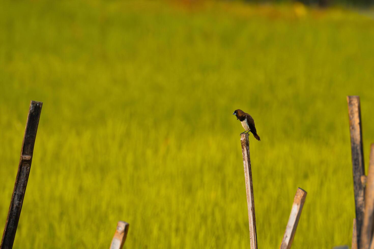 Wildlife On The Rice Field photo
