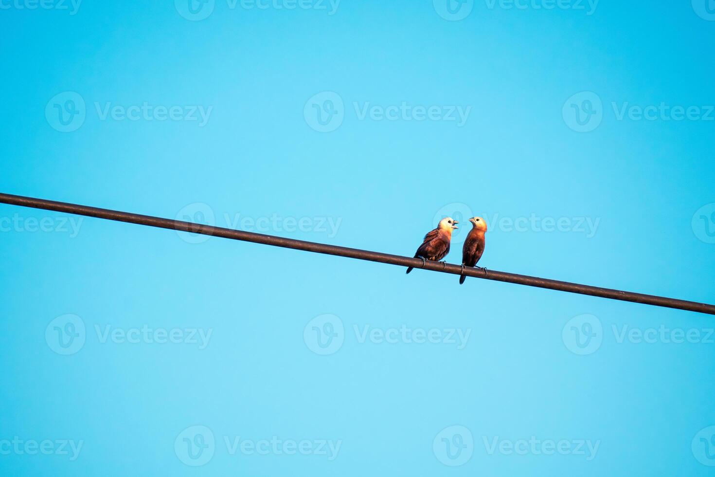 Arguing on Power Line photo