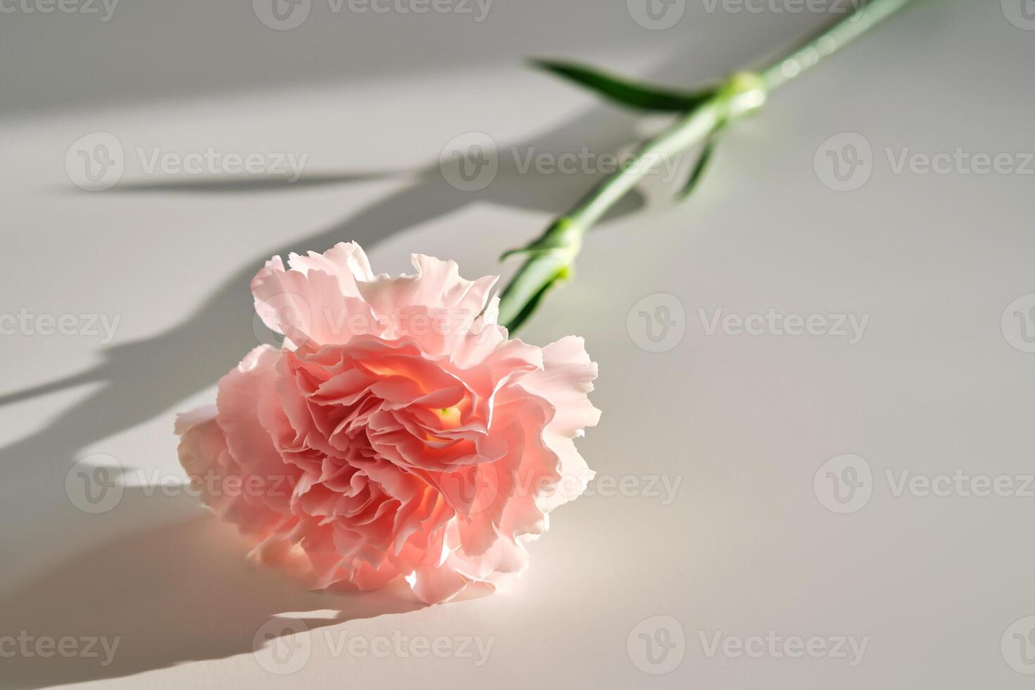 Background with aster flower closeup. photo