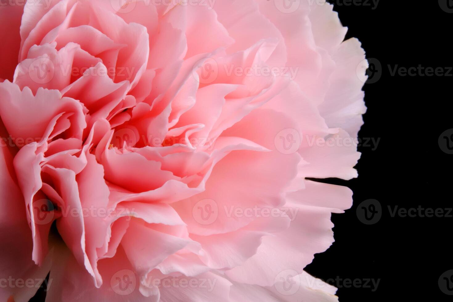 Abstract background with aster flower closeup. photo