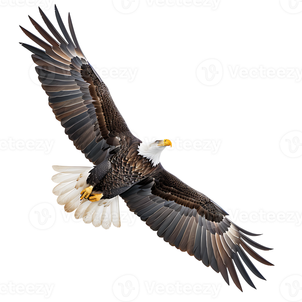 Bald eagle flying on isolated transparent background png