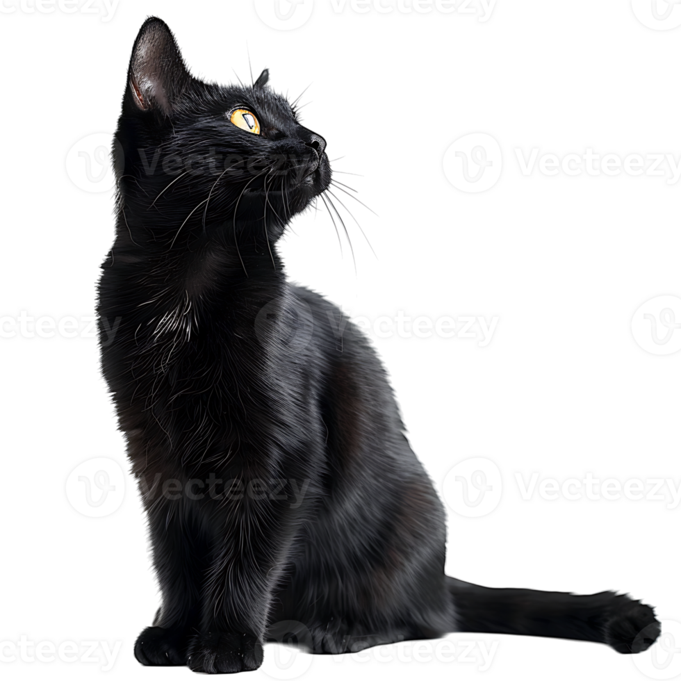 Black cat on isolated transparent background png