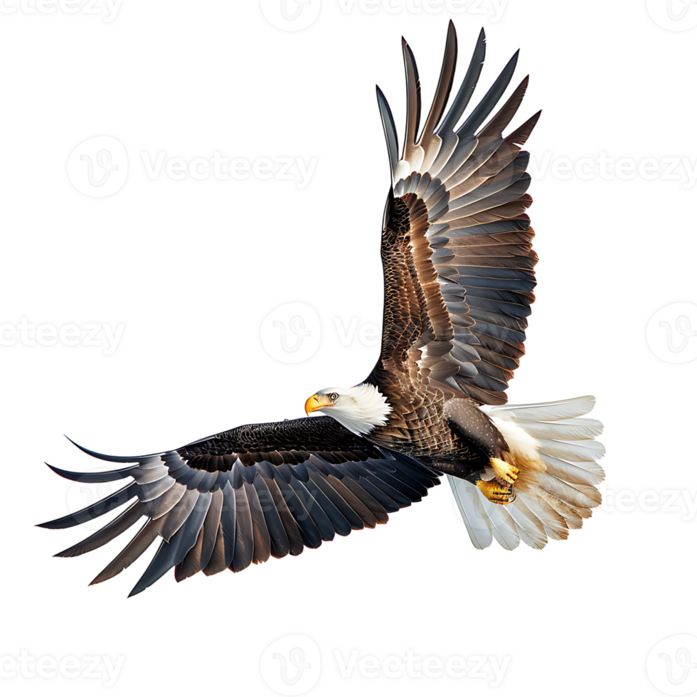 Bald eagle flying on isolated transparent background png