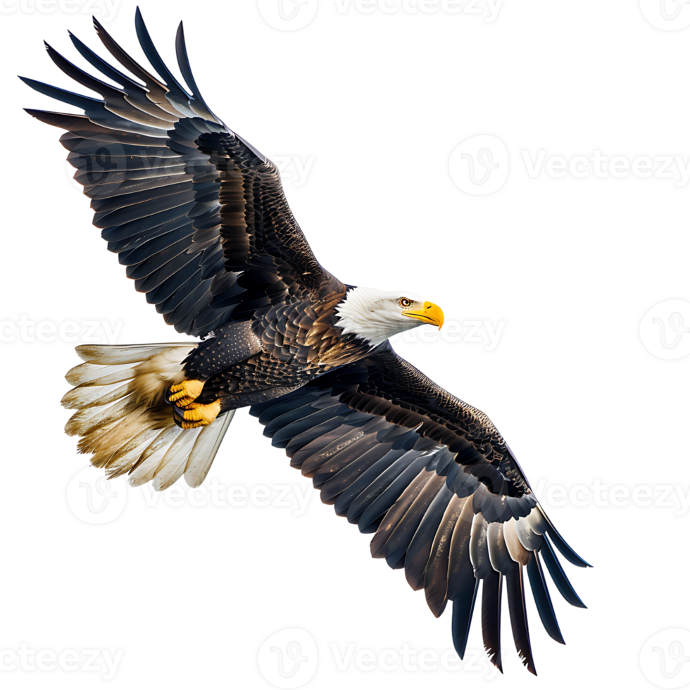 Bald eagle flying on isolated transparent background png