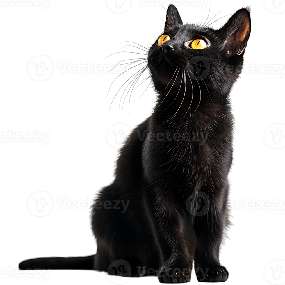 Black cat on isolated transparent background png