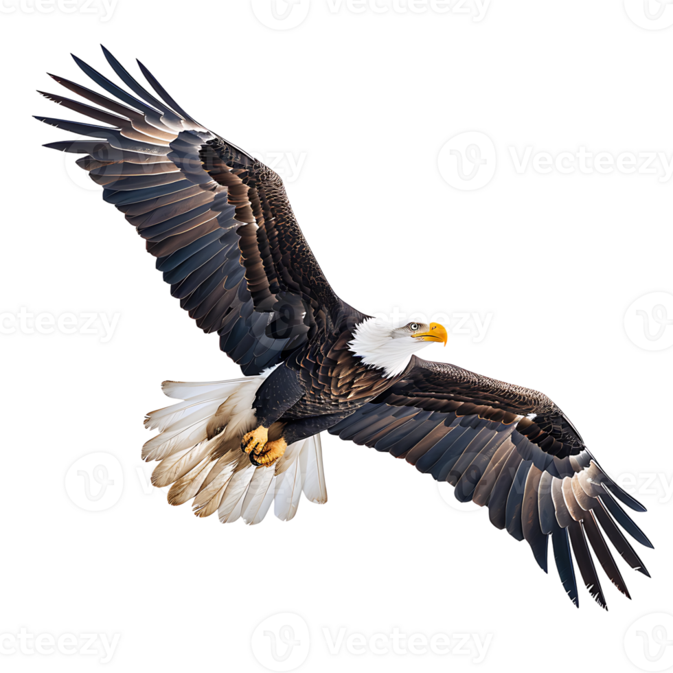 Bald eagle flying on isolated transparent background png