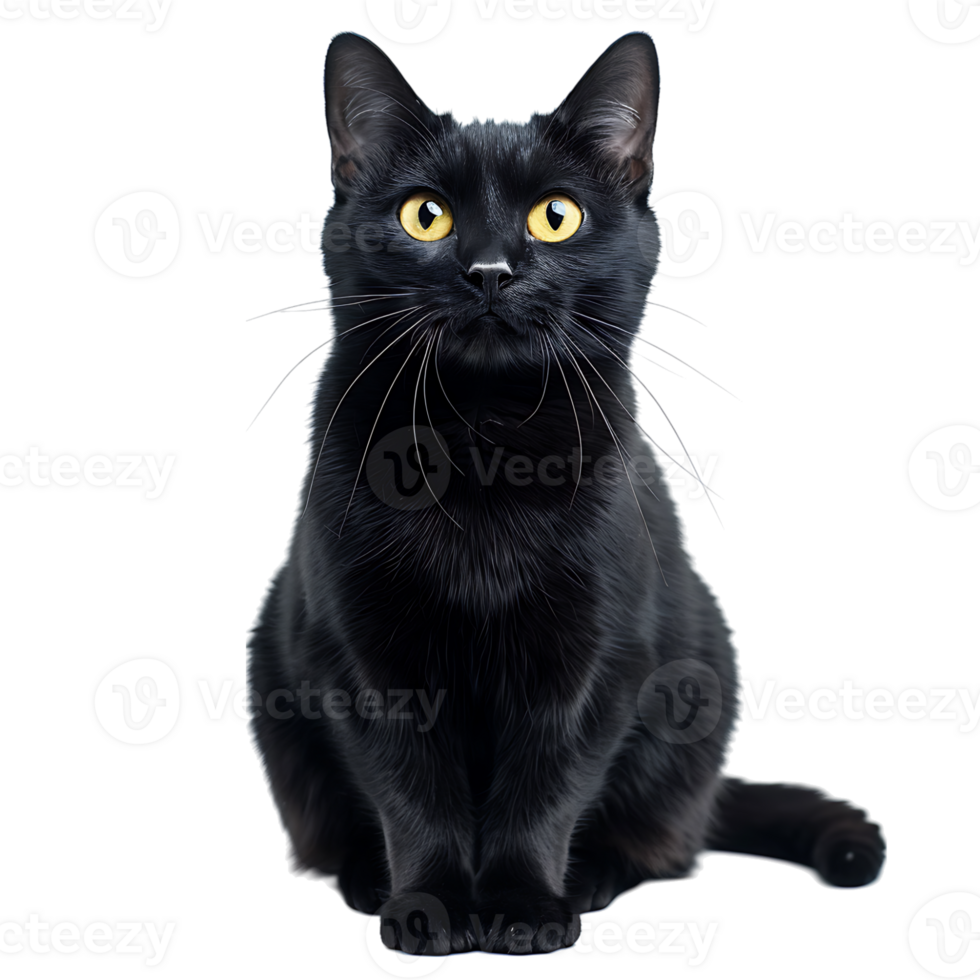 Black cat on isolated transparent background png