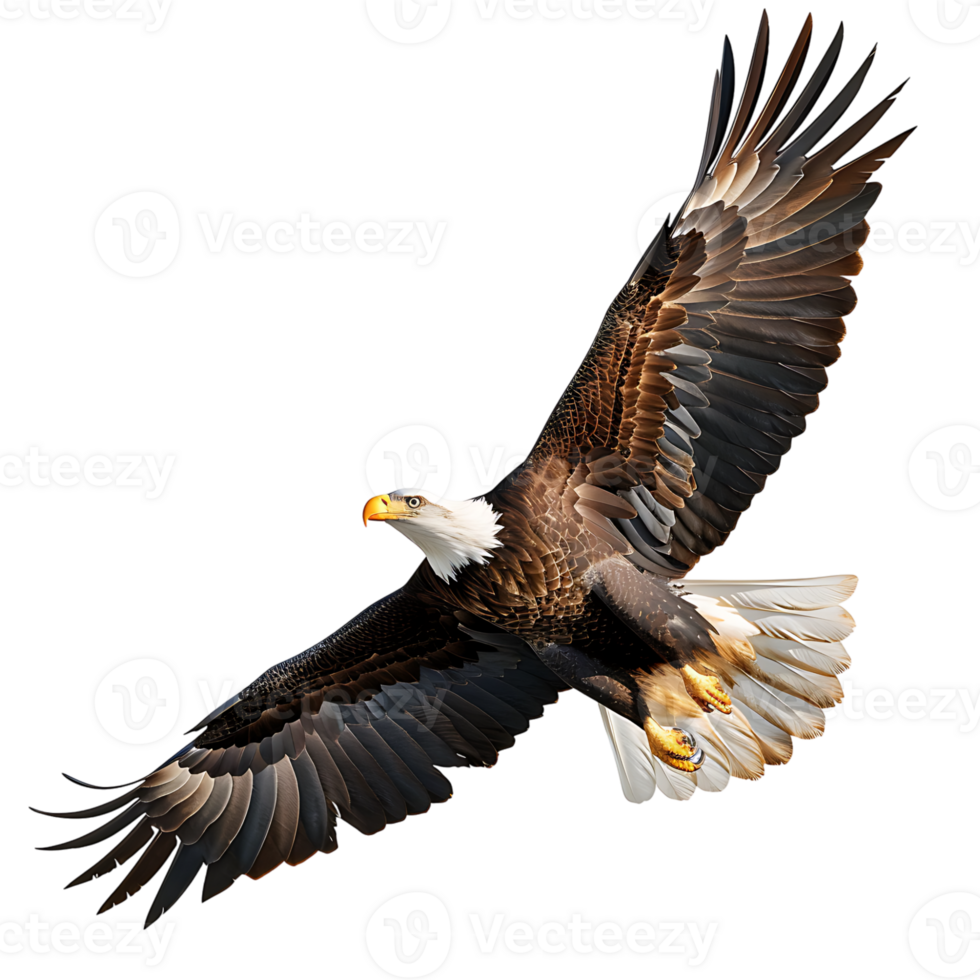 Bald eagle flying on isolated transparent background png