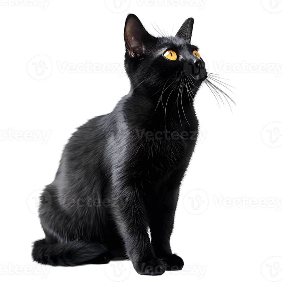Black cat on isolated transparent background png