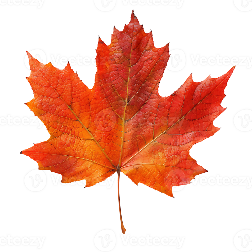 Maple leaf on isolated transparent background png