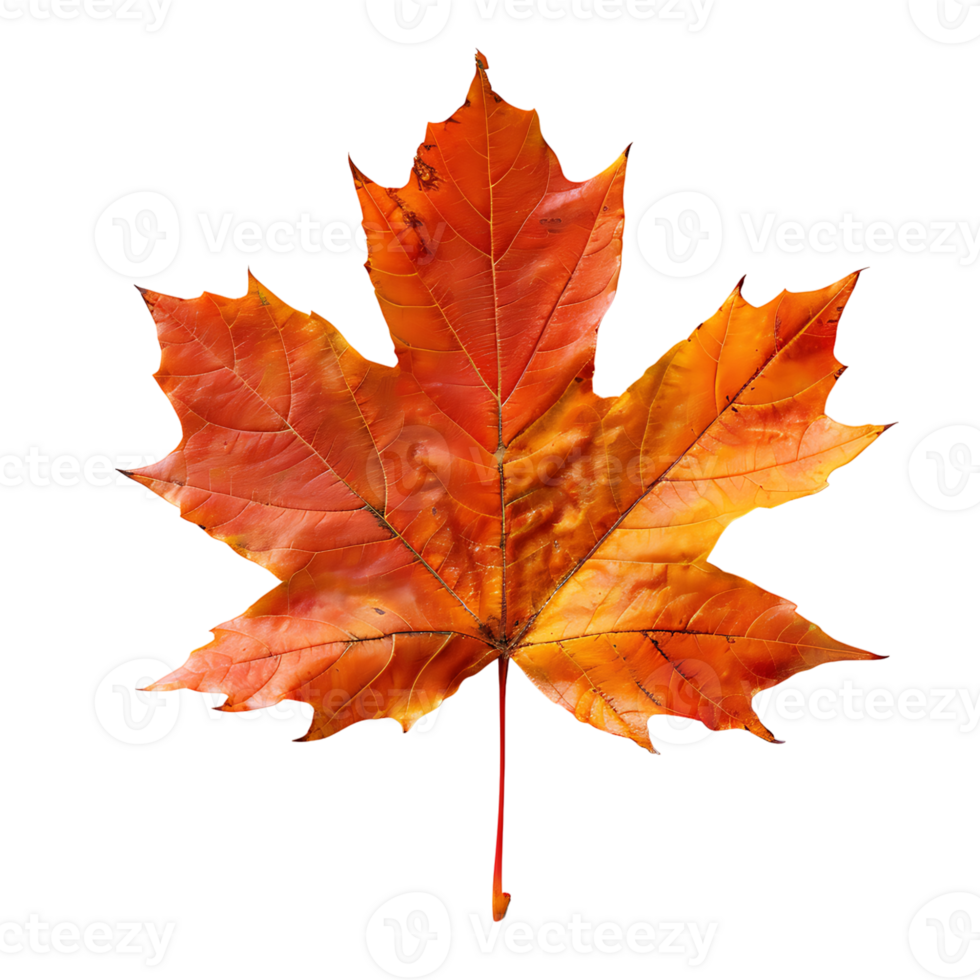 Maple leaf on isolated transparent background png