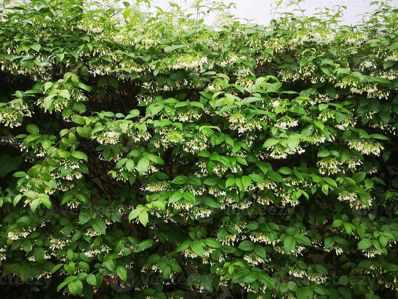 Orange jessamine, Murraya paniculate white flower blooming in garden nature background photo