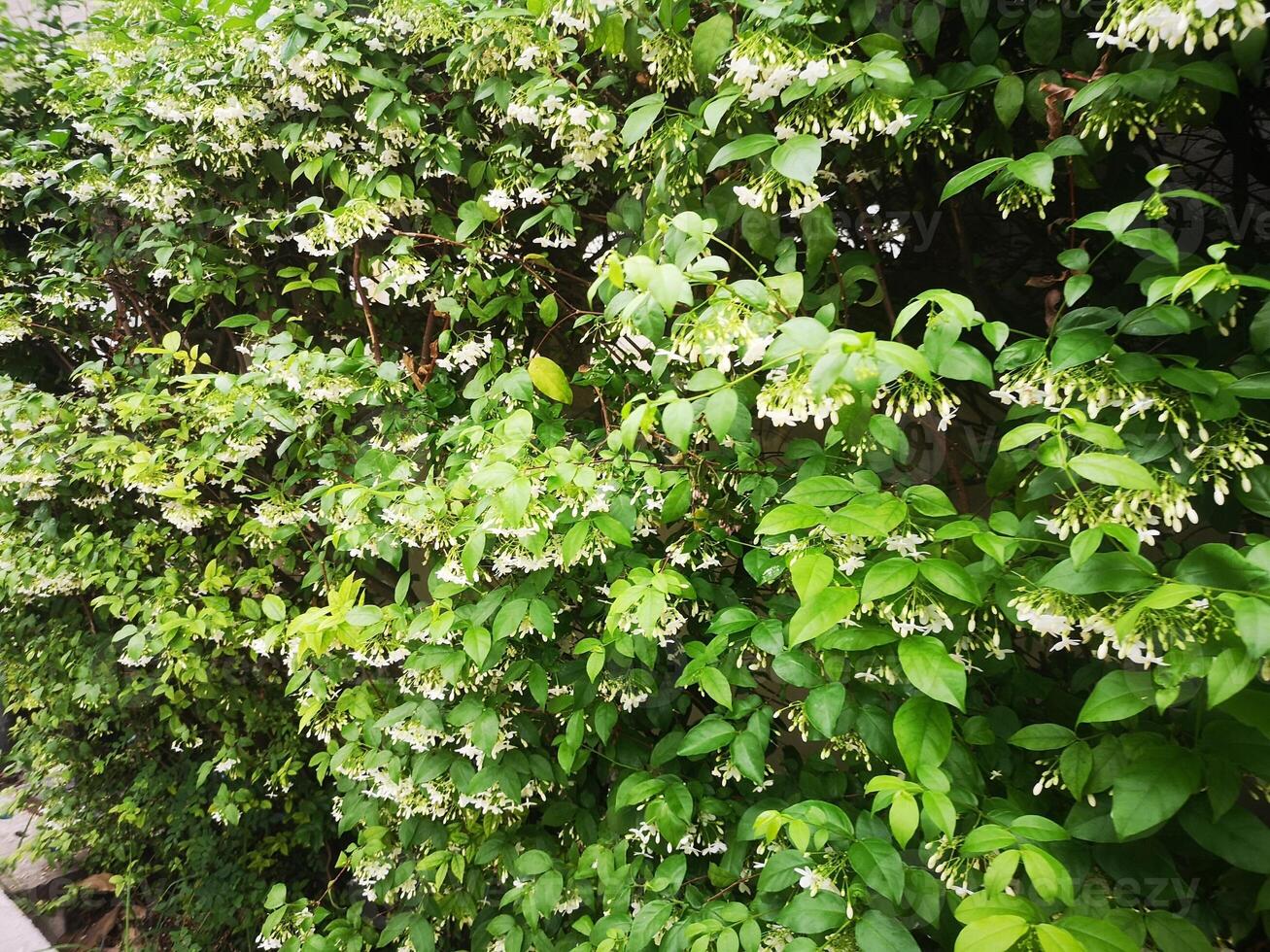 Orange jessamine, Murraya paniculate white flower blooming in garden nature background photo