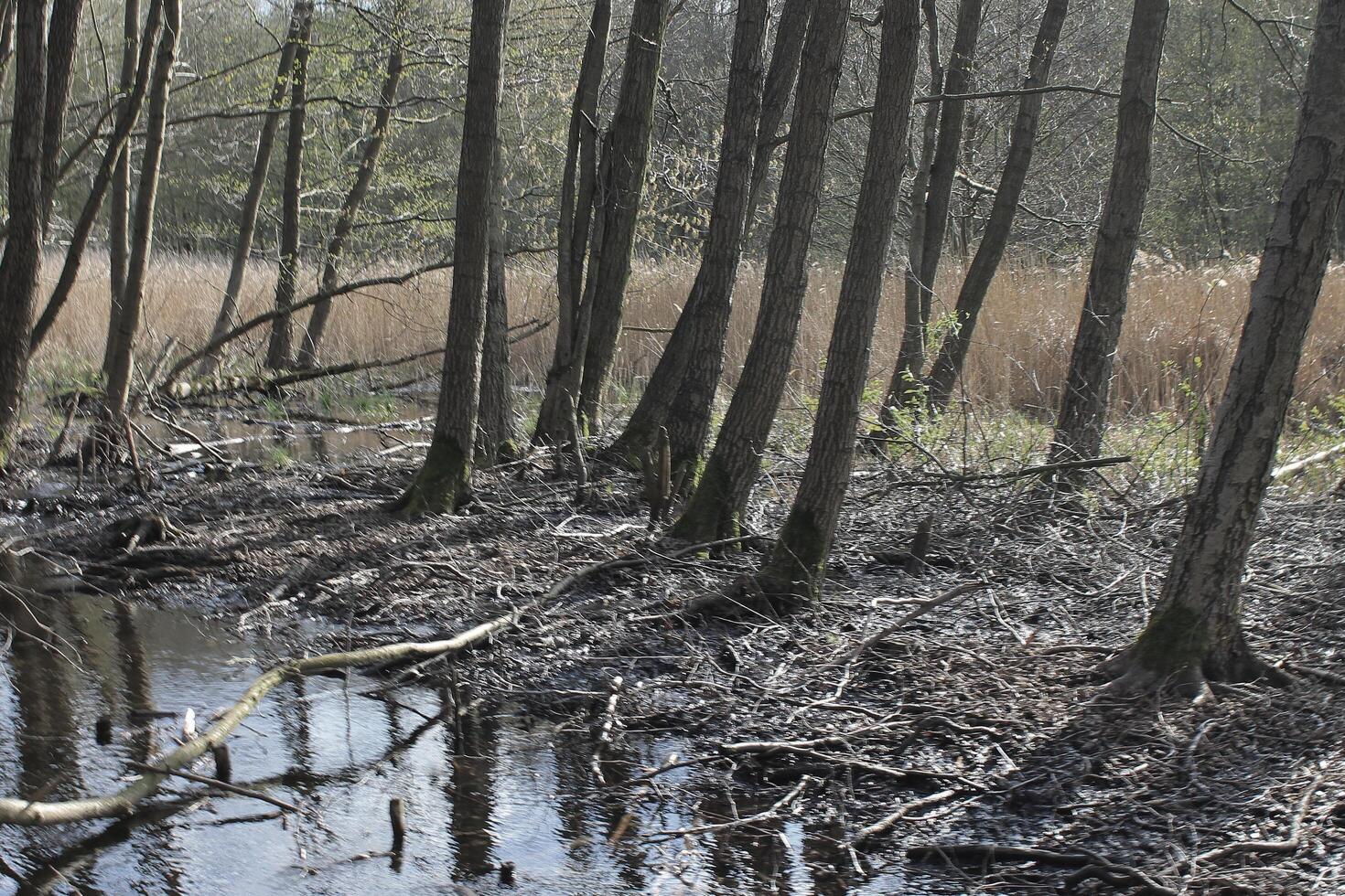 naturaleza antecedentes foto