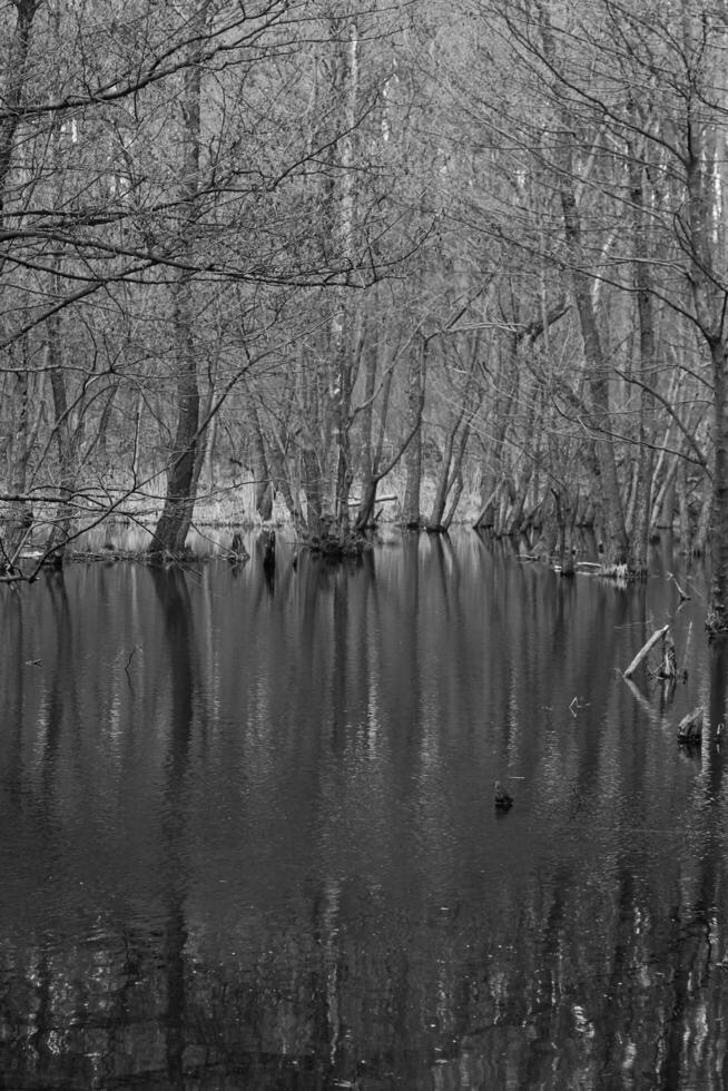 naturaleza antecedentes foto