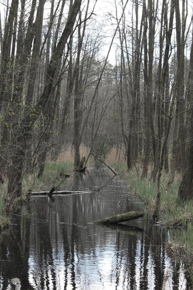 naturaleza antecedentes foto