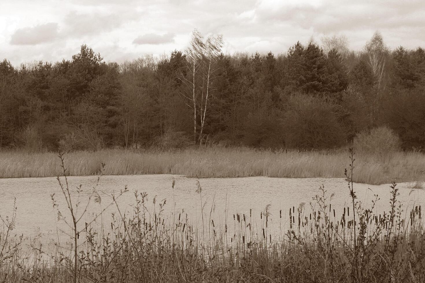 nature background photo