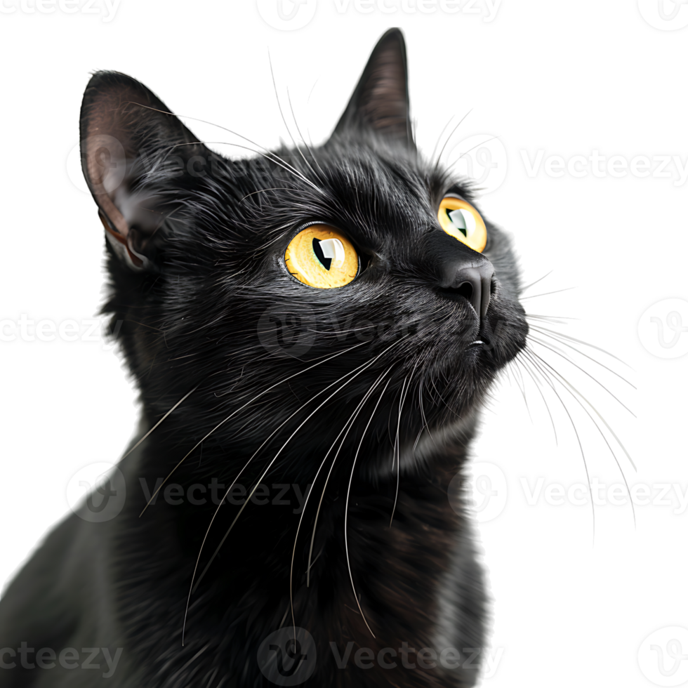 Black cat on isolated transparent background png