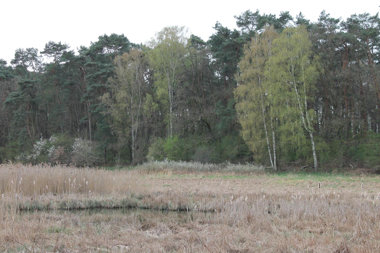 nature background photo