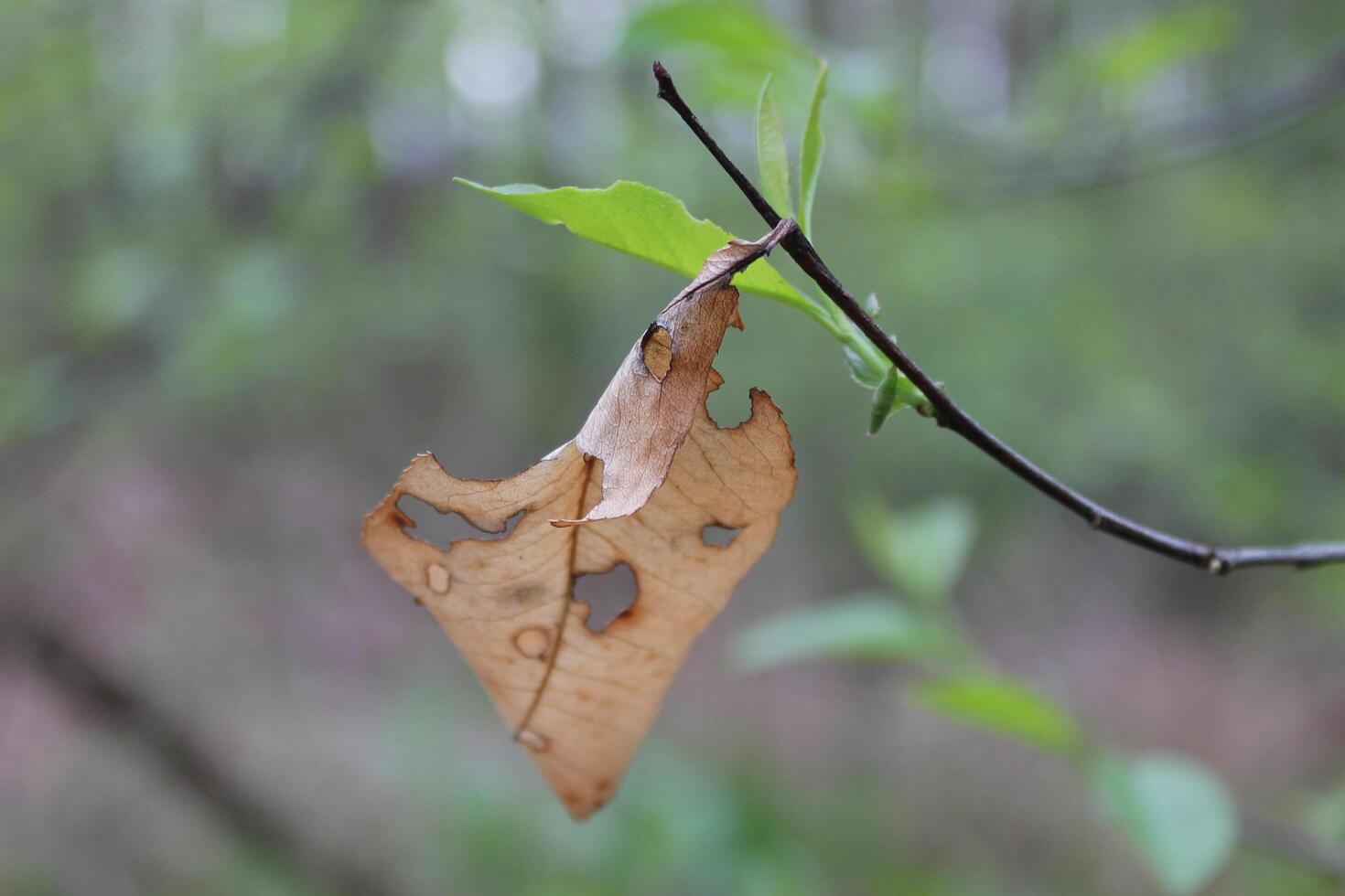 naturaleza antecedentes foto